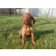 Magyar Vizsla - Hündin