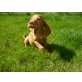 Magyar Vizsla - Hündin