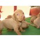 Magyar Vizsla - Hündin