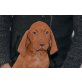 Magyar Vizsla - Hündin