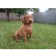 Magyar Vizsla - Hündin