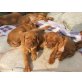 Magyar Vizsla - Hündin
