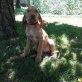 Magyar Vizsla - Hündin