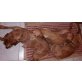 Magyar Vizsla - Hündin