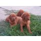Magyar Vizsla - Hündin