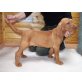 Magyar Vizsla - Hündin