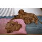 Magyar Vizsla - Hündin