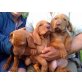 Magyar Vizsla - Hündin