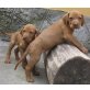 Magyar Vizsla - Rüde