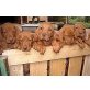 Magyar Vizsla - Rüde