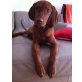 Magyar Vizsla - Rüde
