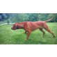 Magyar Vizsla - Rüde