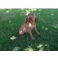 Magyar Vizsla - Rüde