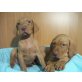 Magyar Vizsla - Rüde
