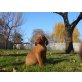 Magyar Vizsla - Rüde