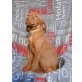 Magyar Vizsla - Rüde