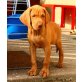 Magyar Vizsla - Rüde