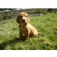 Magyar Vizsla - Rüde