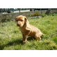 Magyar Vizsla - Rüde