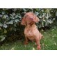 Magyar Vizsla - Rüde