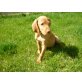 Magyar Vizsla - Rüde