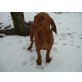 Magyar Vizsla - Rüde