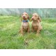 Magyar Vizsla - Rüde