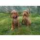 Magyar Vizsla - Rüde