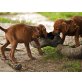 Magyar Vizsla - Rüde