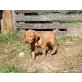 Magyar Vizsla - Rüde