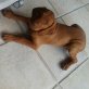 Magyar Vizsla Welpen - Hündin