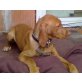 Magyar Vizsla Welpen - Hündin