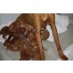 Magyar Vizsla Welpen - Hündin