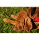 Magyar Vizsla Welpen - Hündin