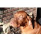 Magyar Vizsla Welpen - Hündin