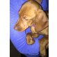 Magyar Vizsla Welpen - Hündin