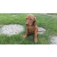 Magyar Vizsla Welpen - Hündin