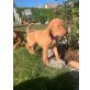 Magyar Vizsla Welpen - Hündin