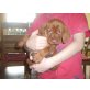 Magyar Vizsla Welpen - Hündin