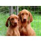 Magyar Vizsla Welpen - Hündin