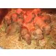 Magyar-Vizsla-Welpen, Magyar Vizsla Welpen - Rüde