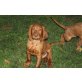Magyar Vizsla Welpen - Rüde