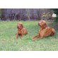 Magyar Vizsla Welpen - Rüde