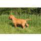 Magyar Vizsla Welpen - Rüde