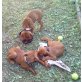 Magyar Vizsla Welpen - Rüde