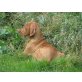 Magyar Vizsla Welpen - Rüde
