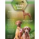 Magyar Vizsla Welpen - Rüde