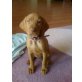 Magyar Vizsla Welpen - Rüde