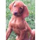 Magyar Vizsla Welpen - Rüde