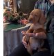 Magyar Vizsla Welpen - Rüde